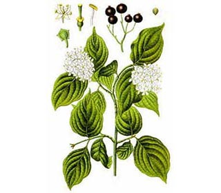Herbal Herbs - Dogwood