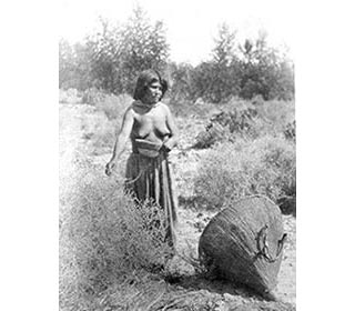 Paiute Woman gathering seeds