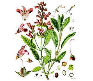 Herbalism - Sage